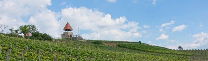 Jakobswege Rheinhessen