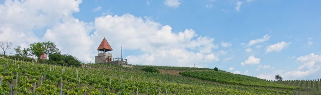 Jakobswege Rheinhessen