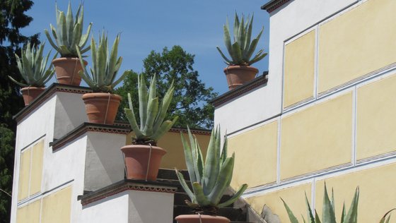 Kakteen des Pompejanum