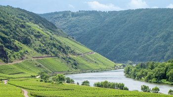 Mosel bei Puenderich