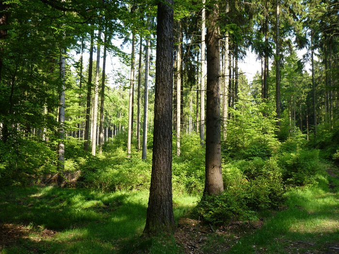 Wald mit grünem Boden und Sonne, die darauf fällt