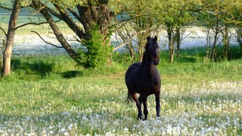 Schwarzes Pferd auf blühender Wiese mit Baum im Hintergrund