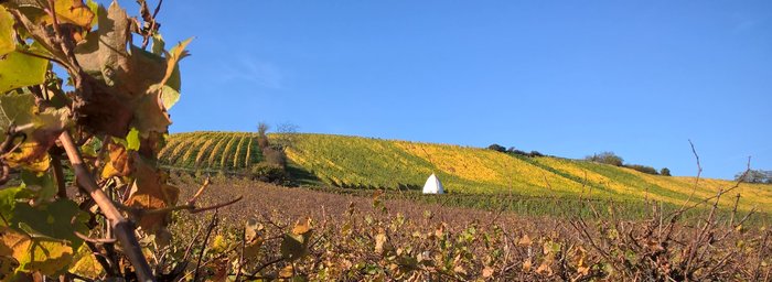 Rheinhessen-Shop für Bücher