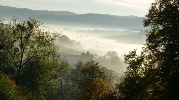 Wald von oben