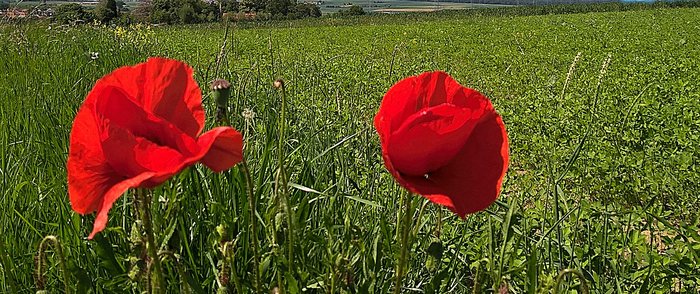 Zwei Mohnblumen vor einem Kornfeld und blauem Himmel