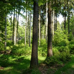 Wald
