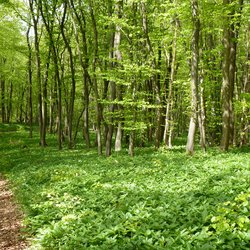 Bärlauchfeld im sonnigen Wald