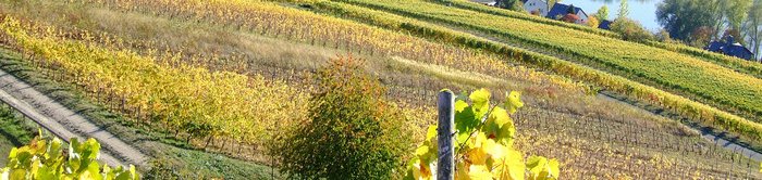 Blick vom Rheingau auf den Rhein bei Lorch im Herbst