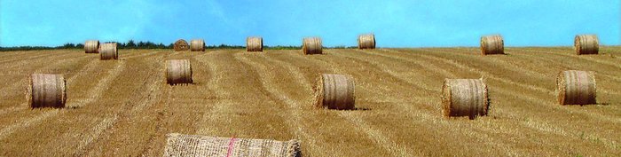 Kornfeld mit Heuballen vor blauem Himmel